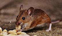 pest-prevention-and-exclusion-services Experts in Rising Sun